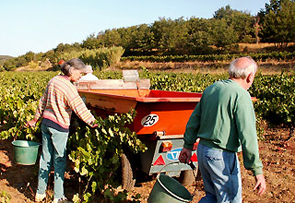 locals harvesing grapes